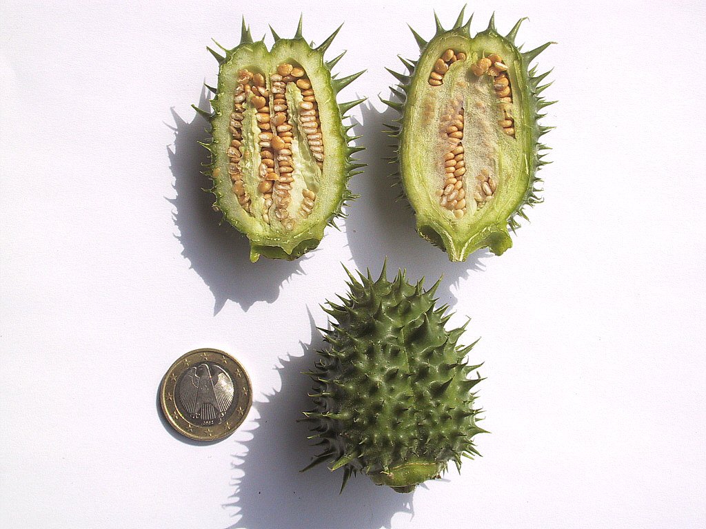 Datura Stramonium