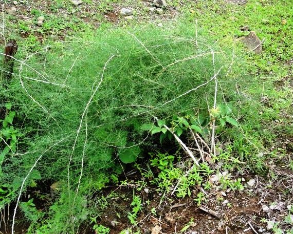 The health issue’s which can be solved by Asparagus Racemosus